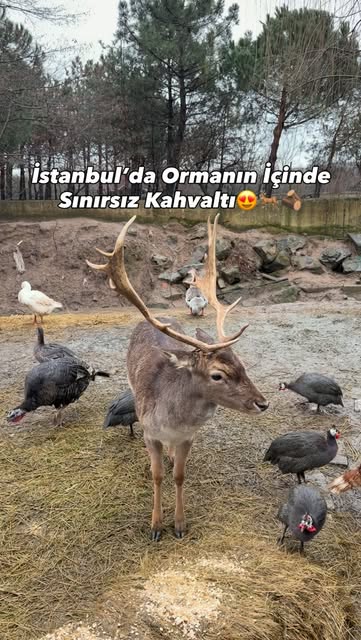Yeşil Orman Kahvaltı - Izgara - Pide — @withofasu